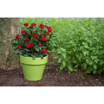 Gorgeous Rose Plant